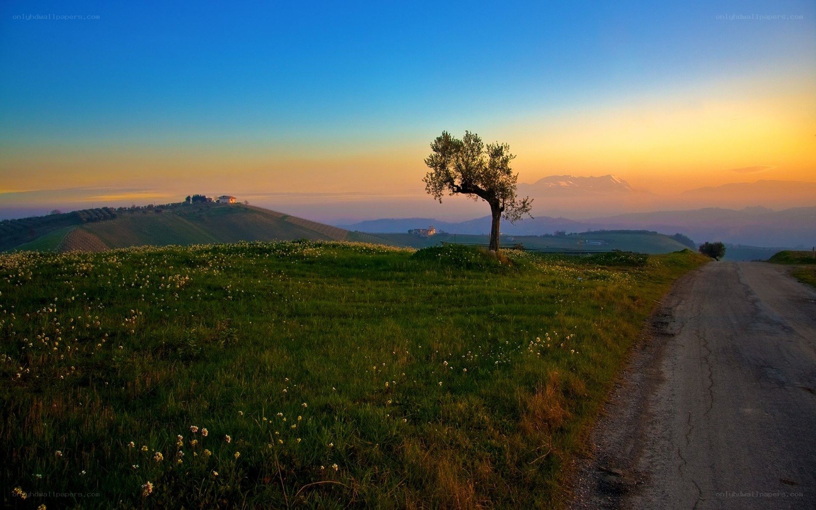 Solitary tree at sunset