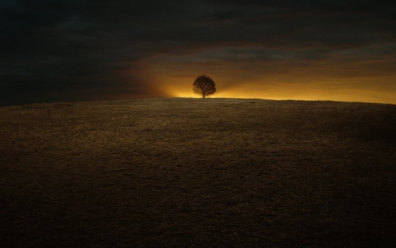 solitary tree at sunset