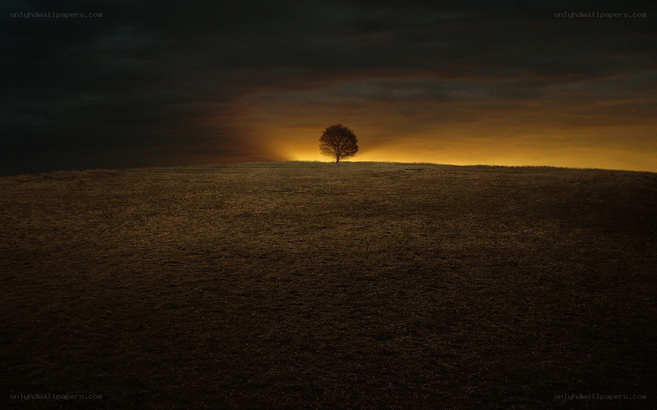 solitary tree at sunset