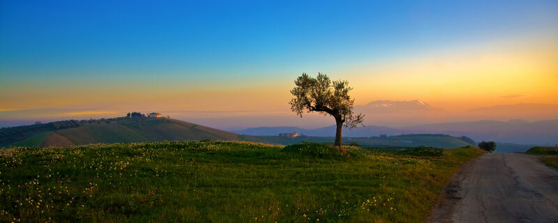 Solitary tree at sunset