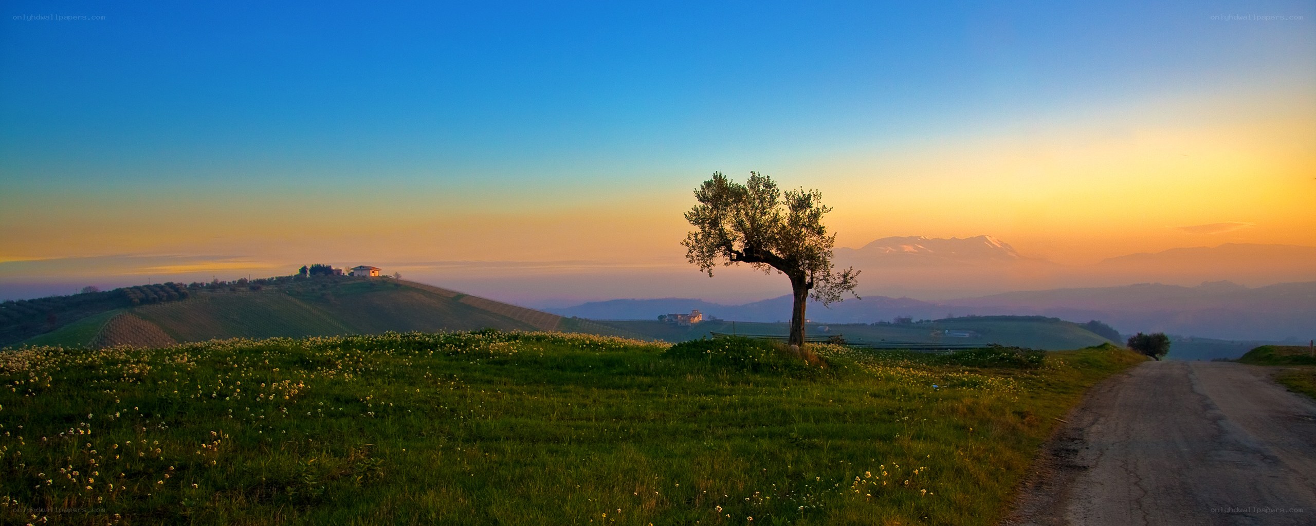Solitary tree at sunset