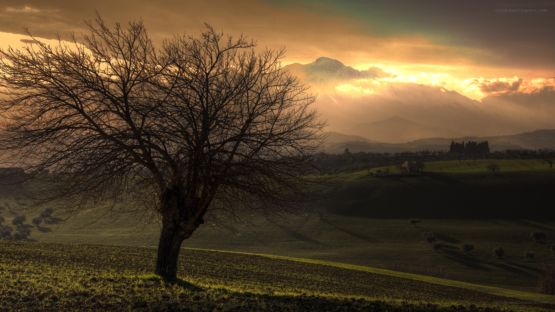 Solitary tree at sunset