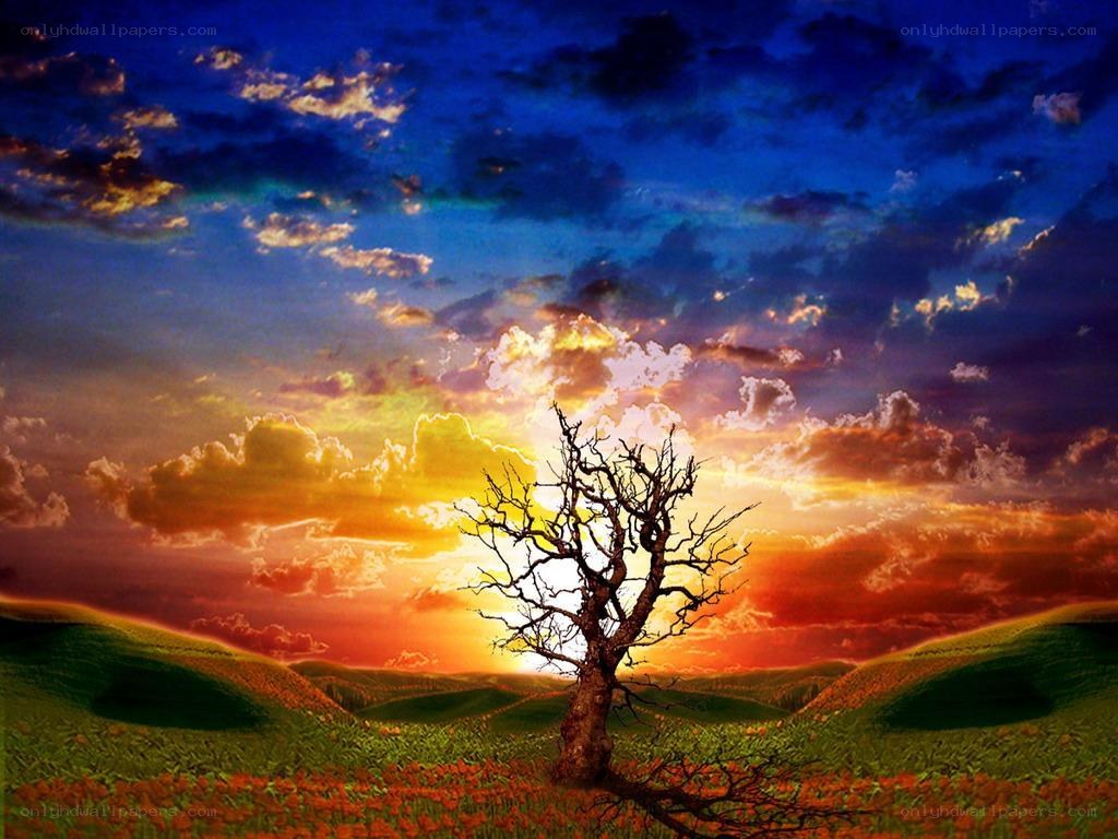 Solitary tree at sunset