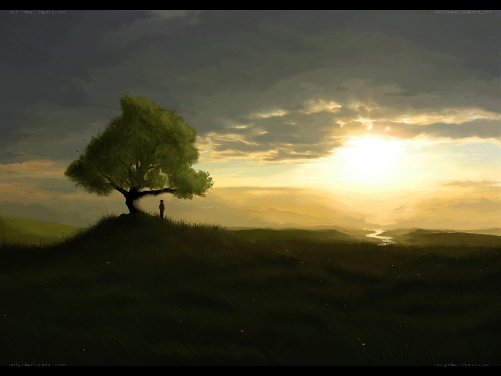 Solitary tree at sunset