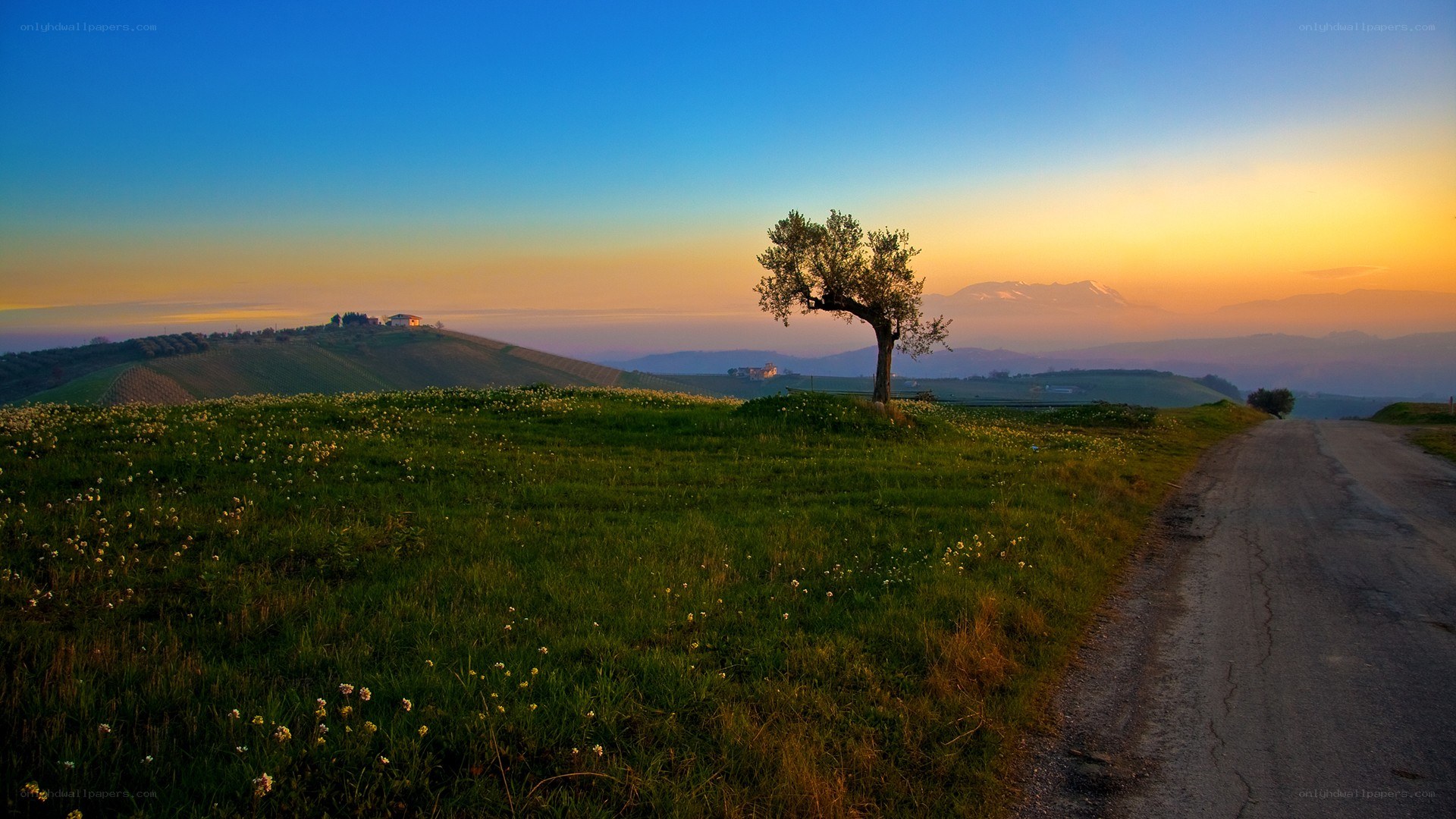 Solitary tree at sunset