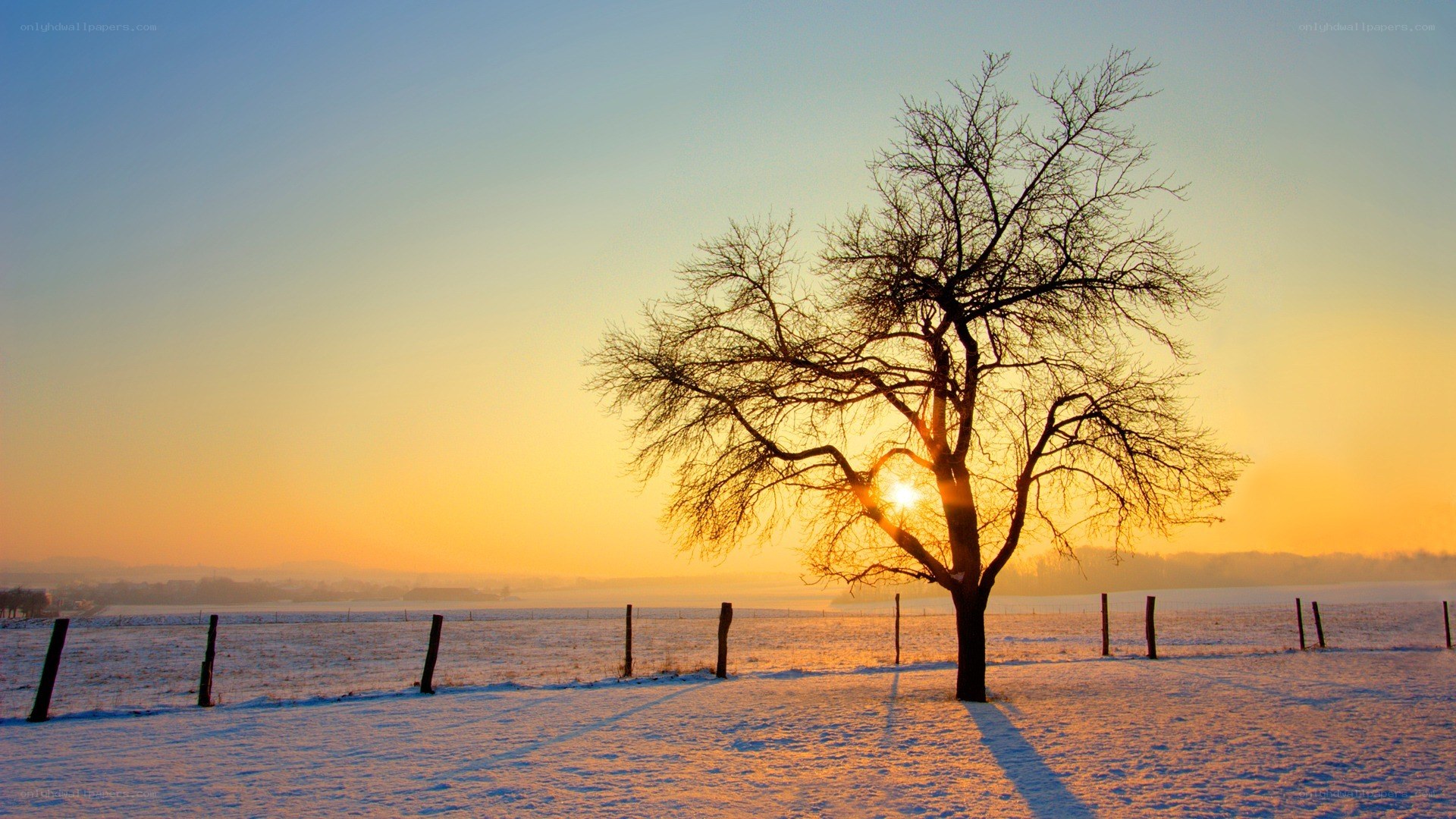 solitary tree at sunset