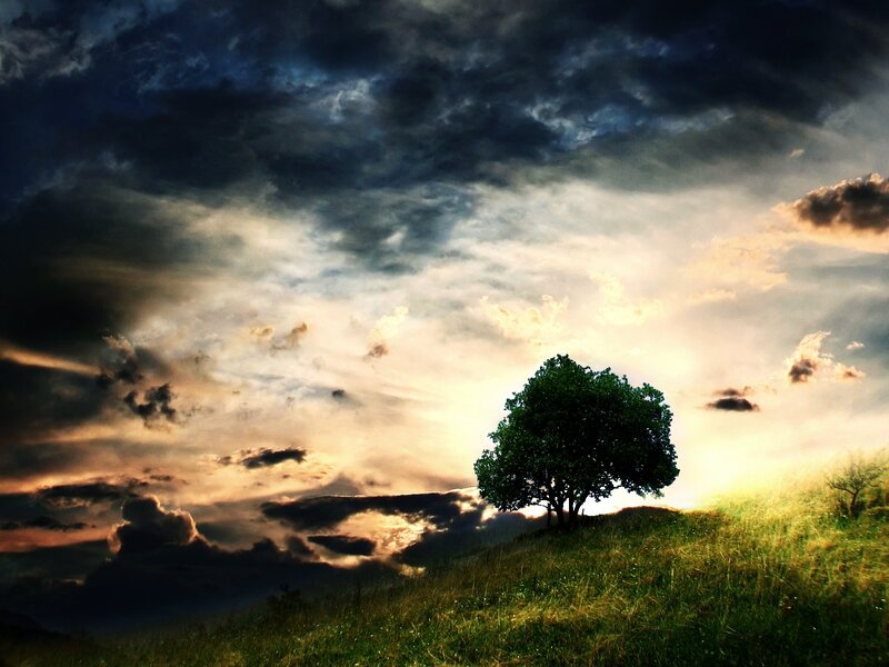 Solitary tree at sunset