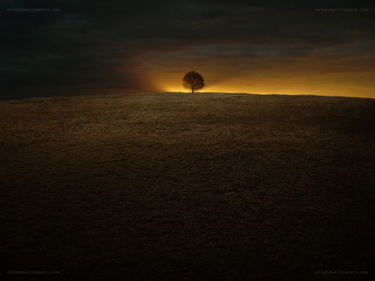 solitary tree at sunset