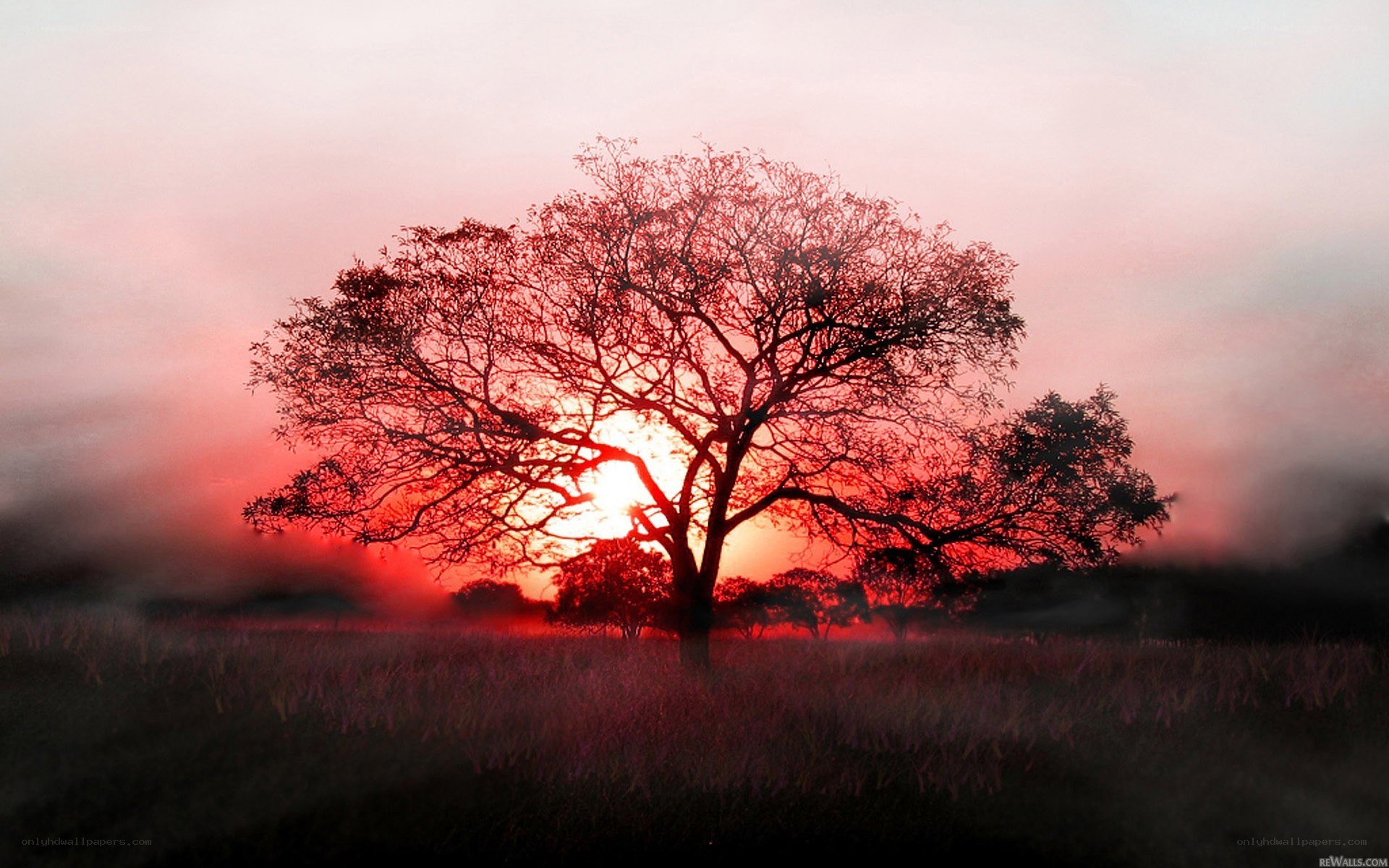 Solitary tree at sunset