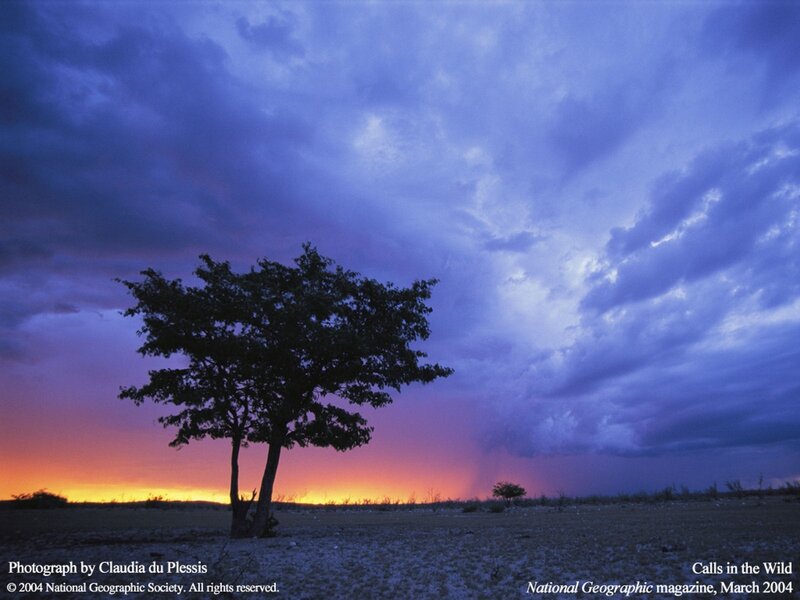 Solitary tree at sunset