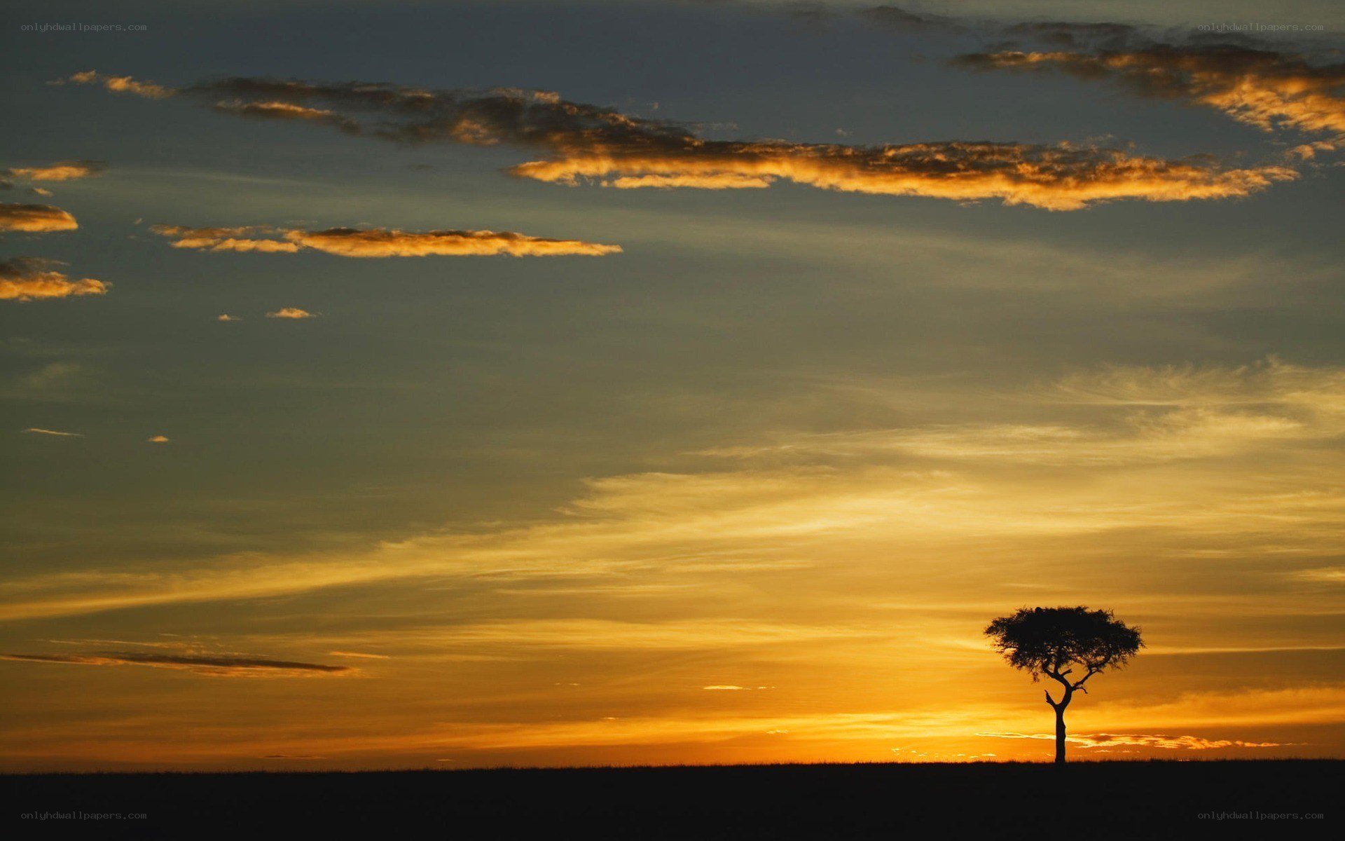 Solitary tree at sunset