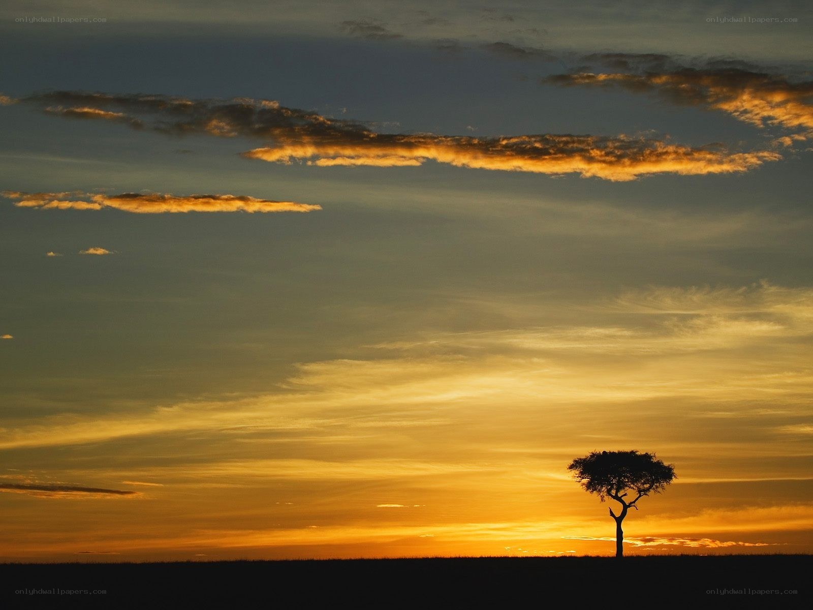 Solitary tree at sunset