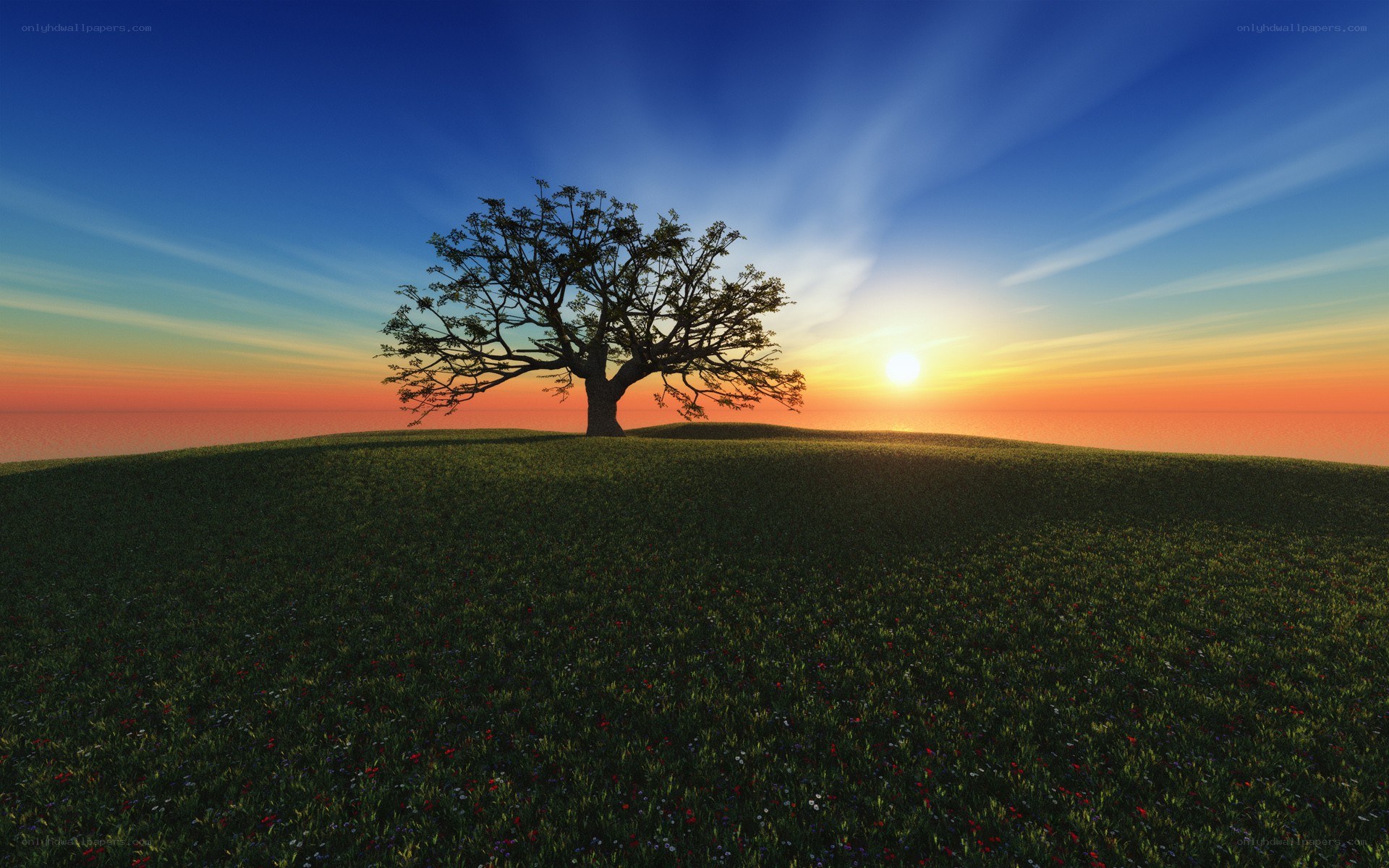 Solitary tree at sunset