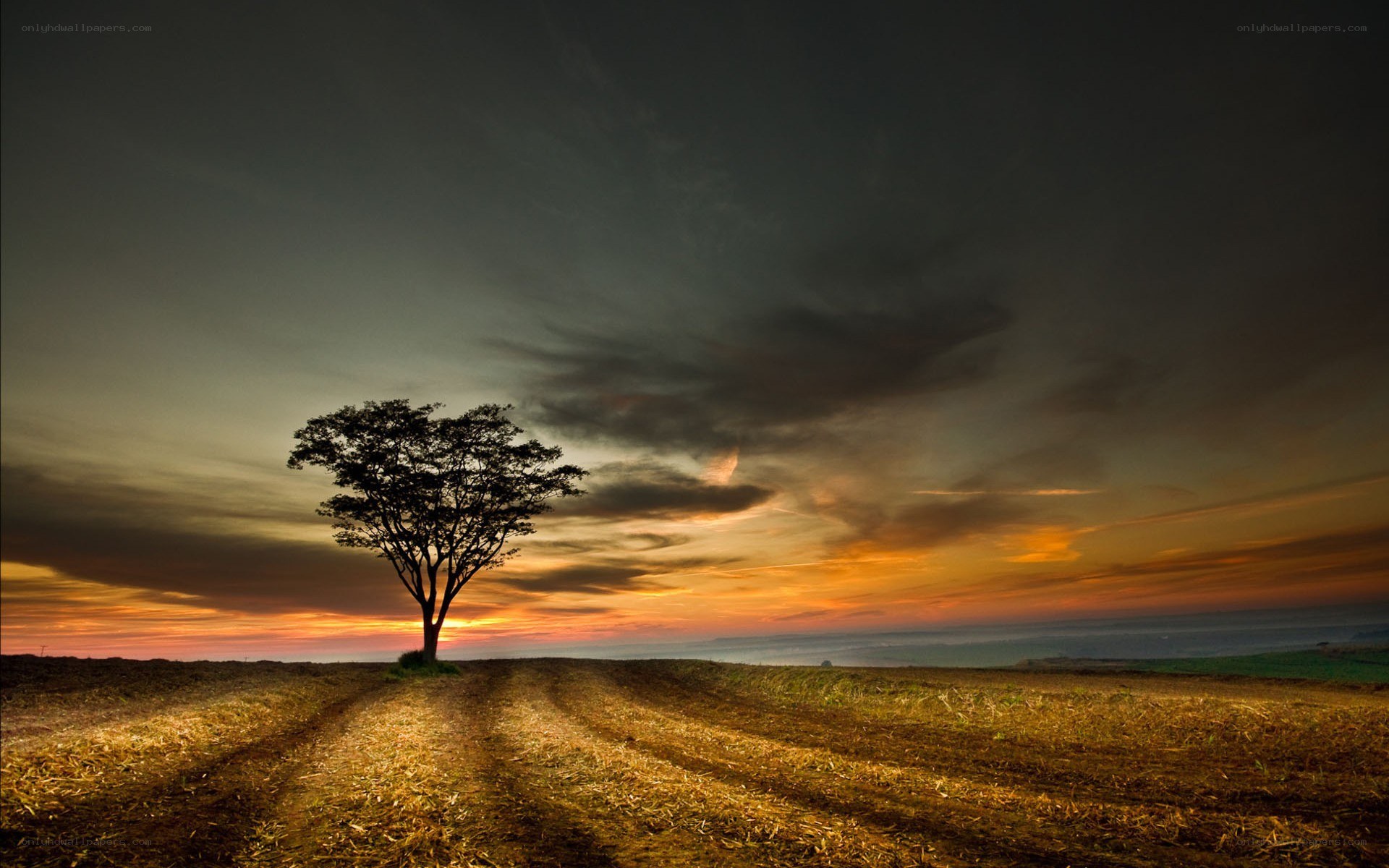 Solitary tree at sunset
