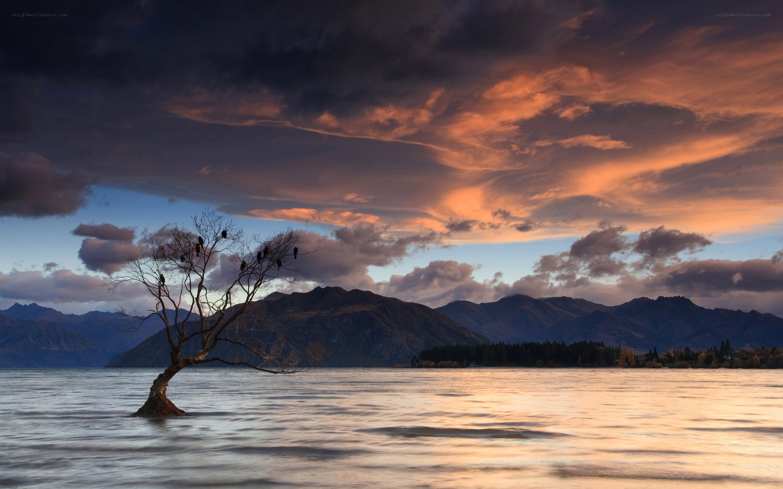 Solitary tree at sunset