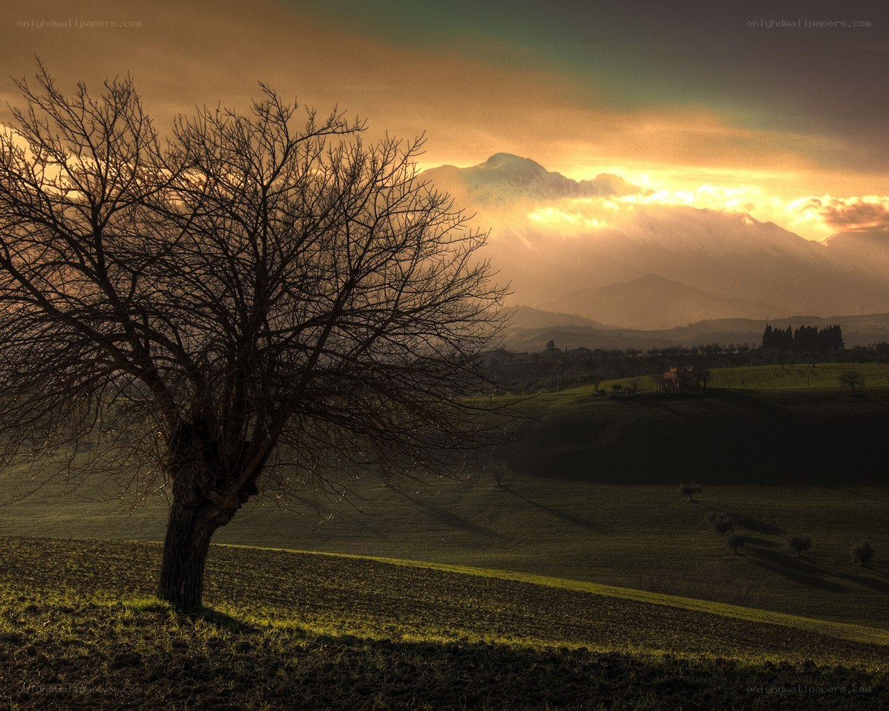 Solitary tree at sunset