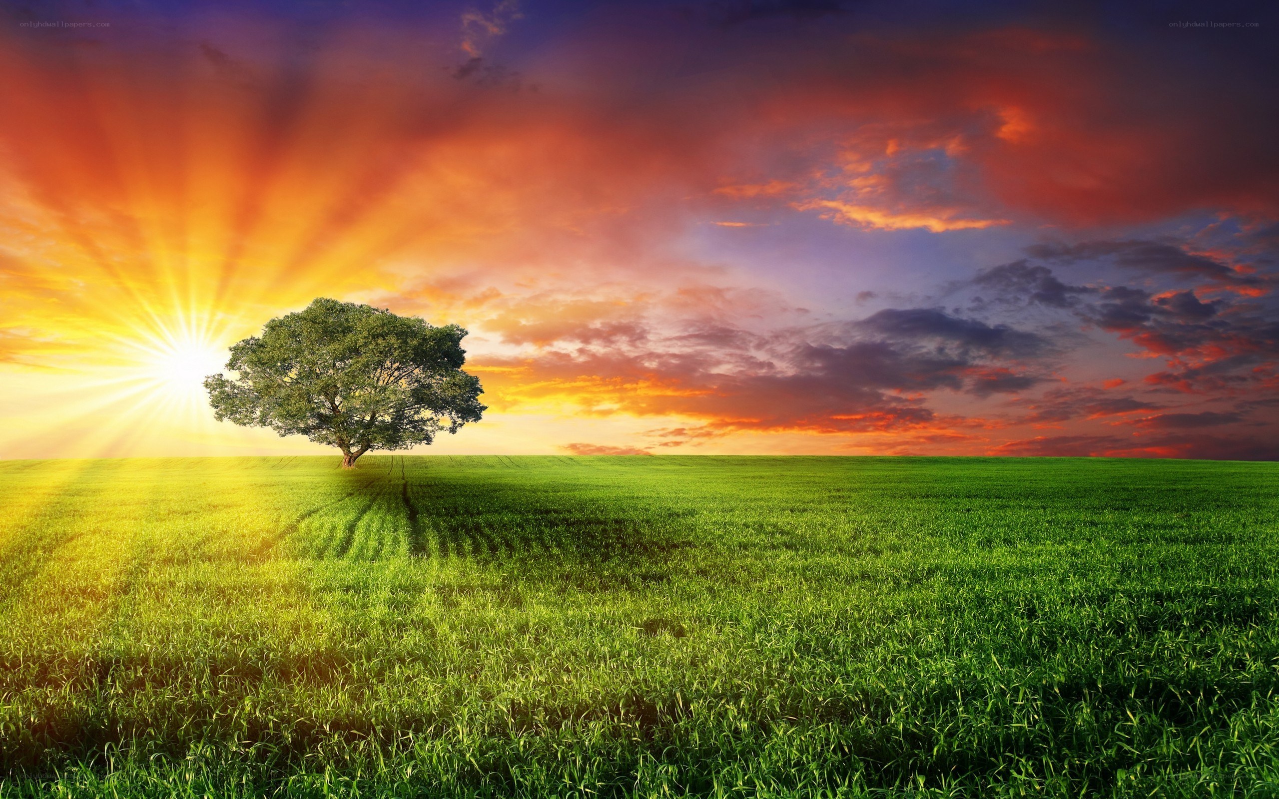 Solitary tree at sunset