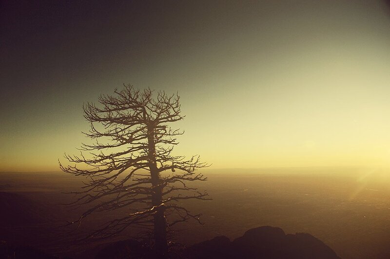 solitary tree at sunset