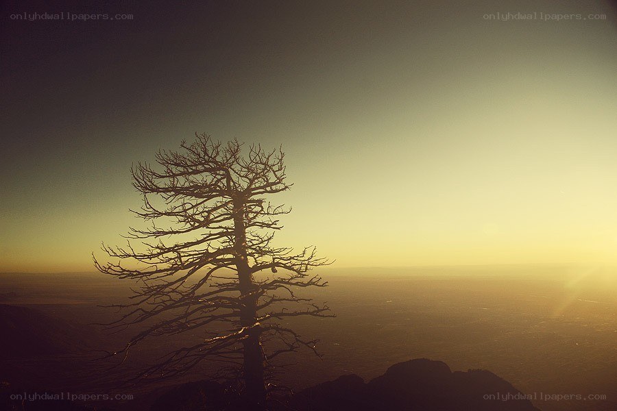 solitary tree at sunset