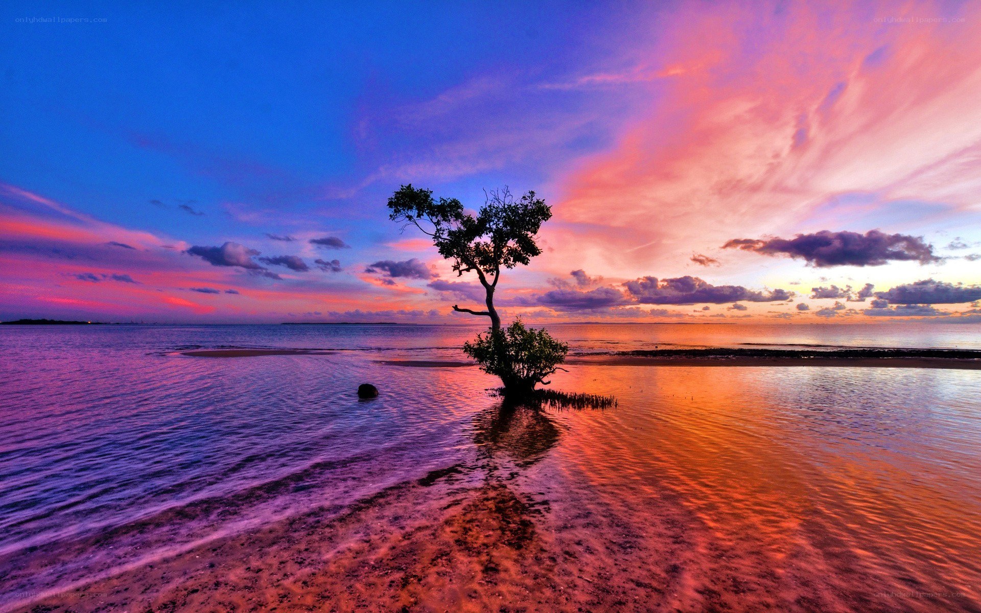 Solitary tree at sunset