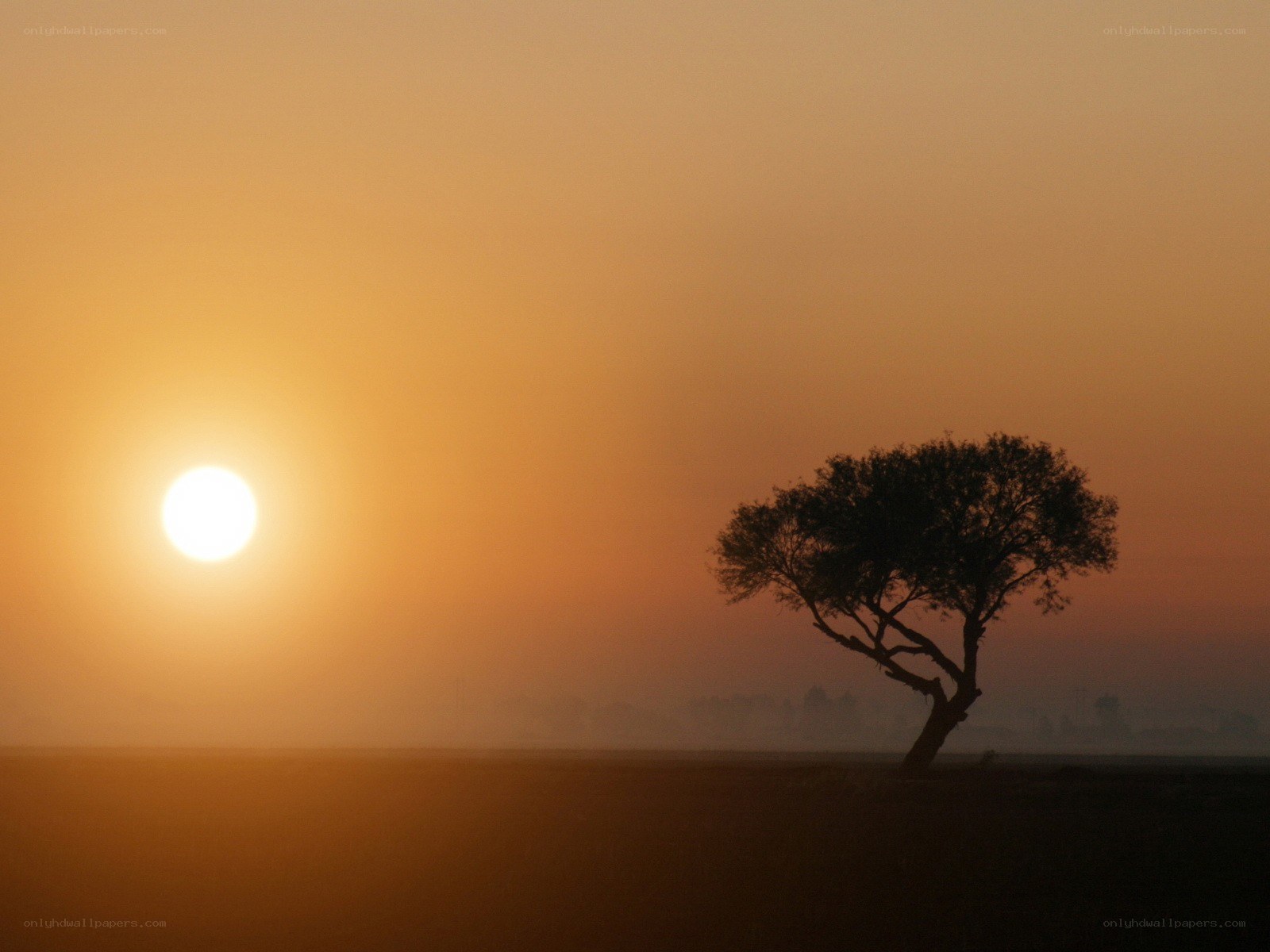 solitary tree at sunset