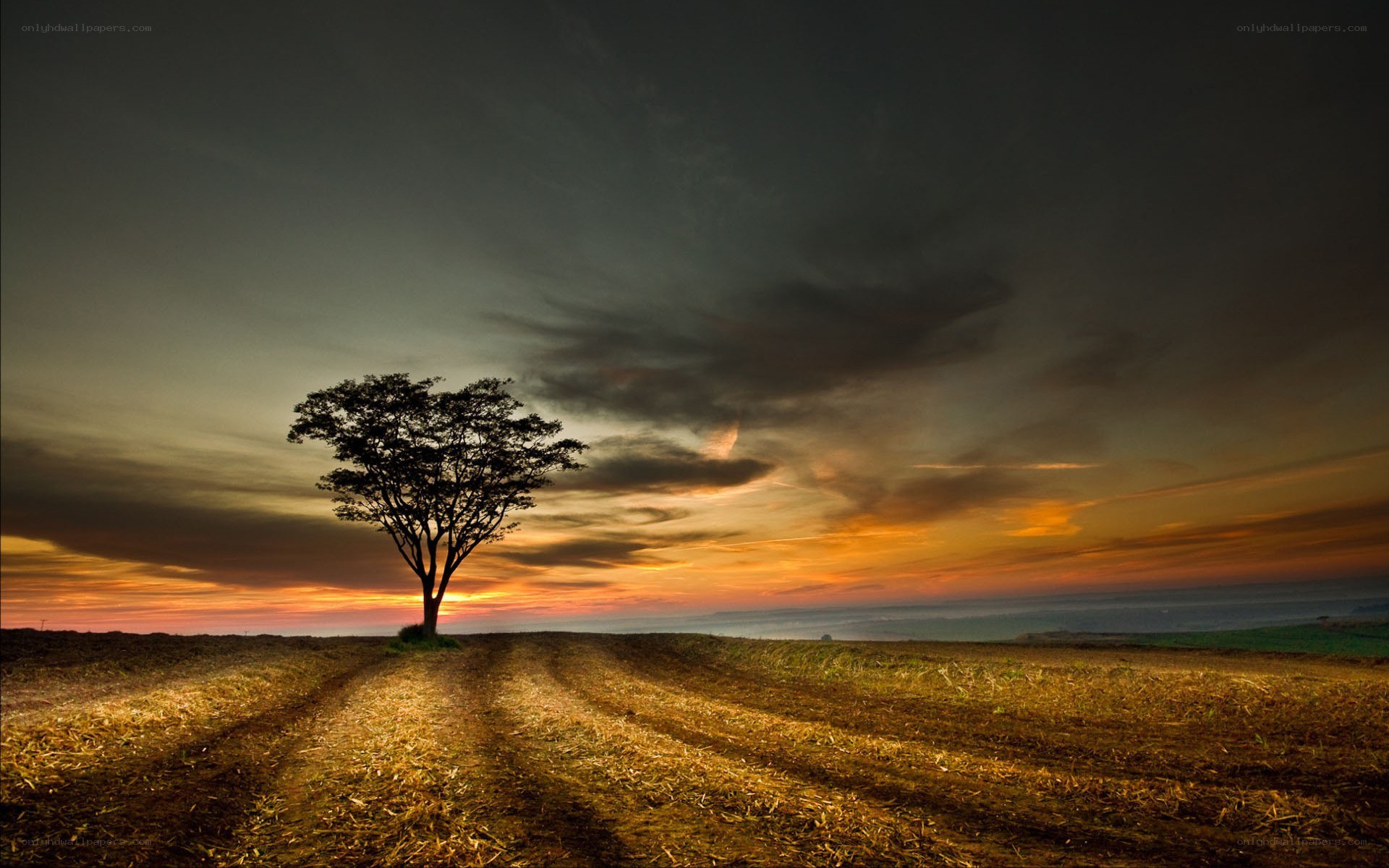 Solitary tree at sunset