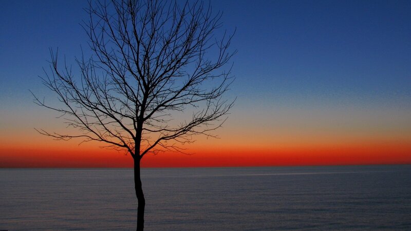 solitary tree at sunset