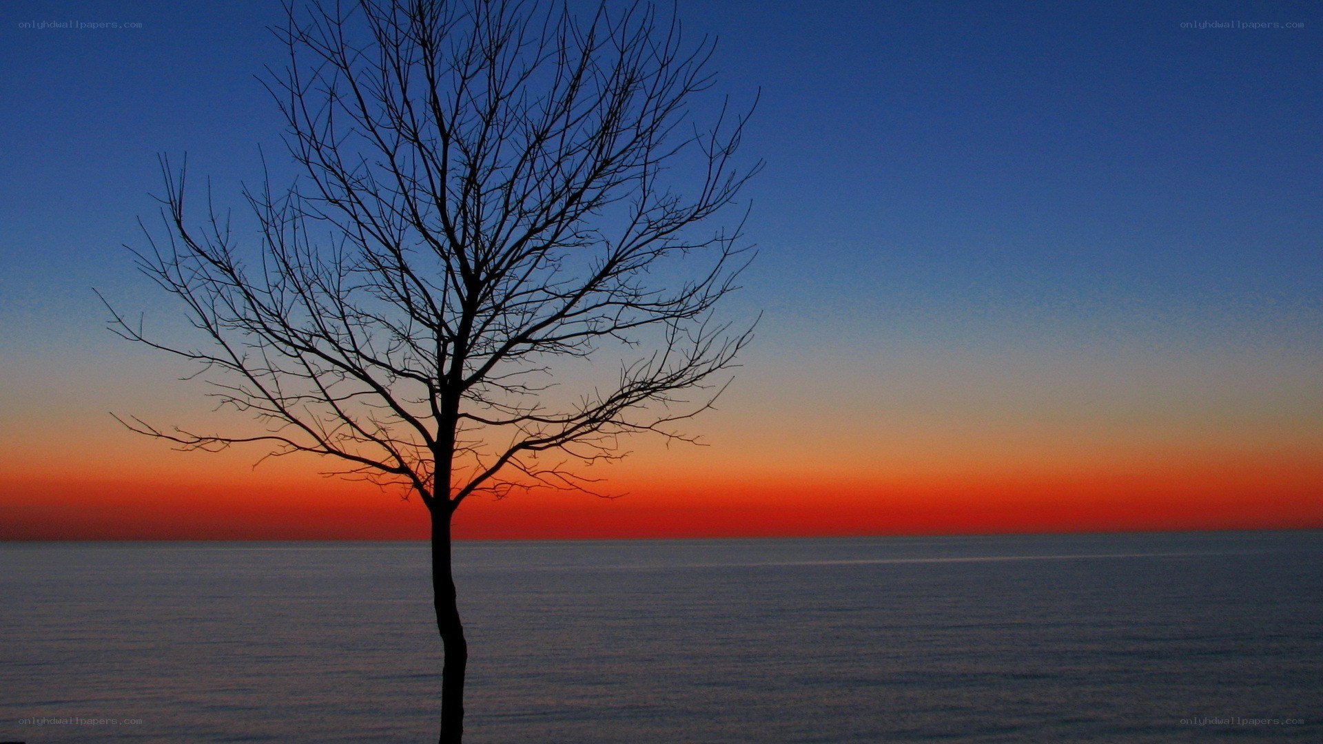 solitary tree at sunset