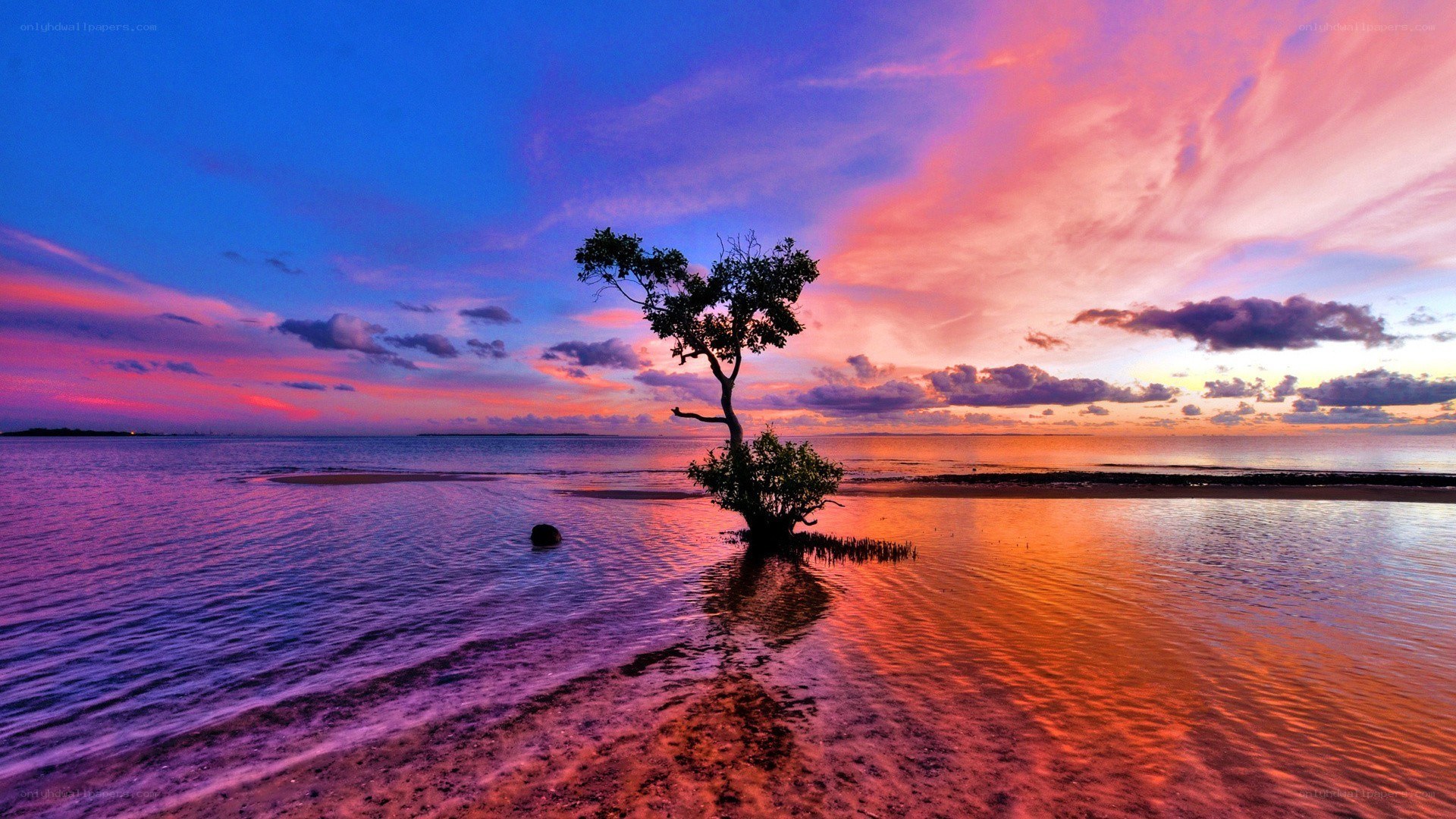 solitary tree at sunset