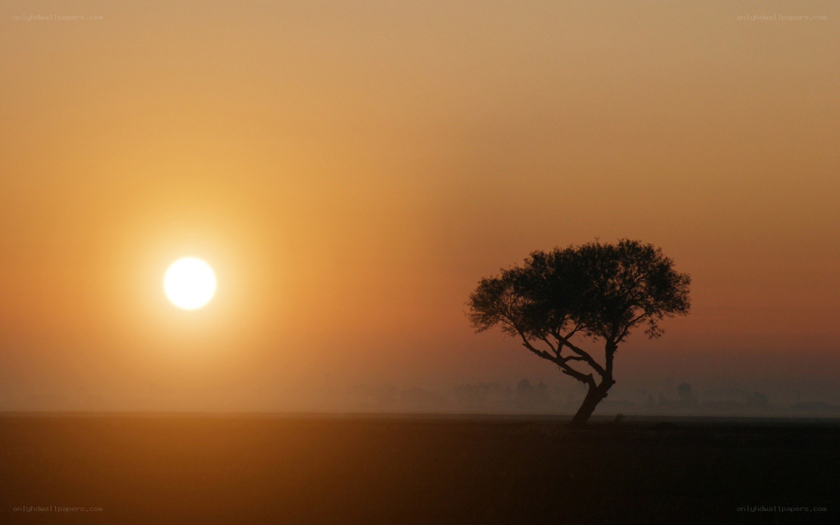 solitary tree at sunset