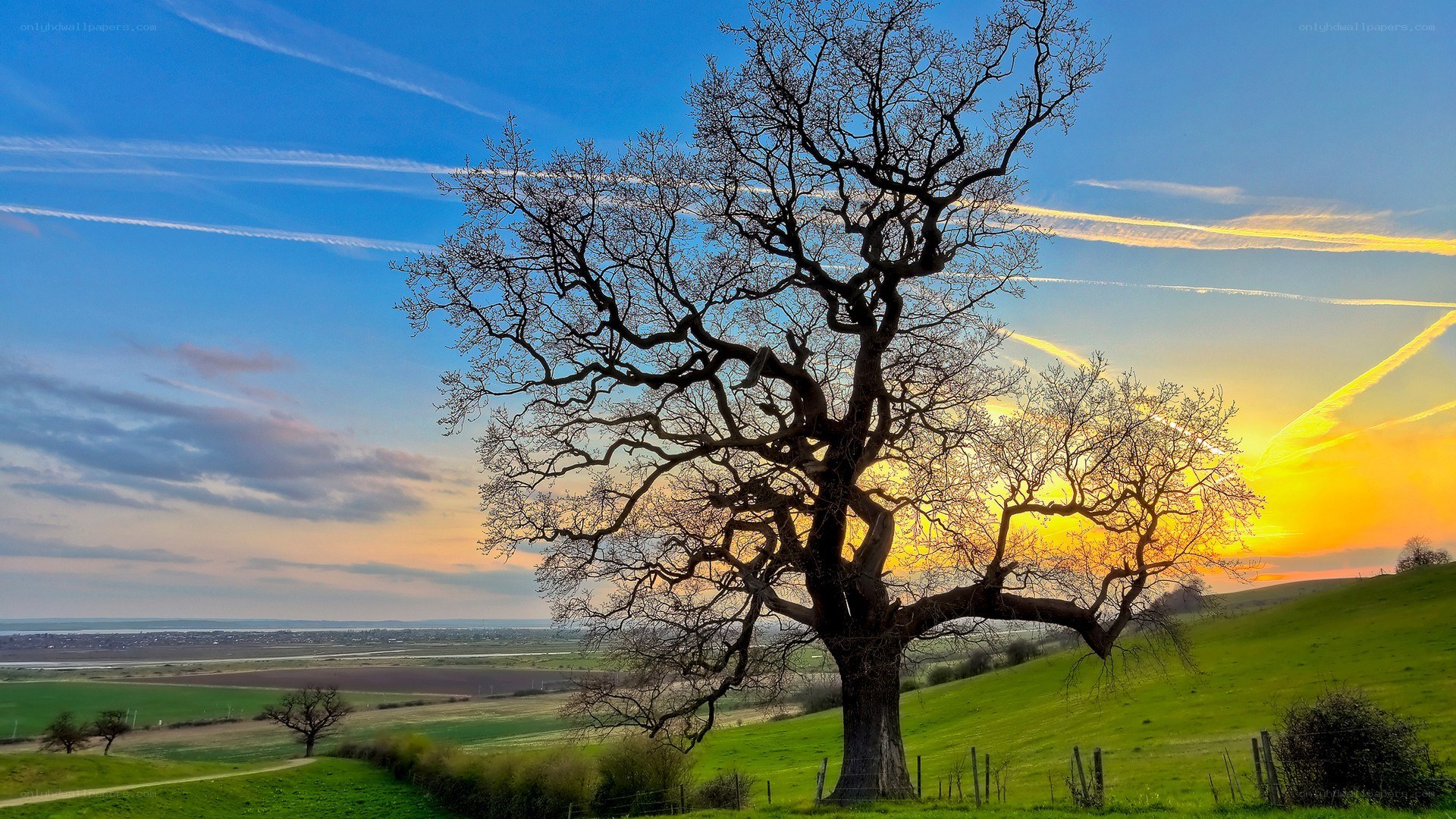 Solitary tree at sunset