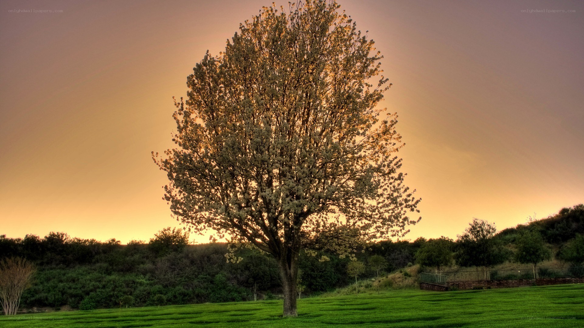 solitary tree at sunset