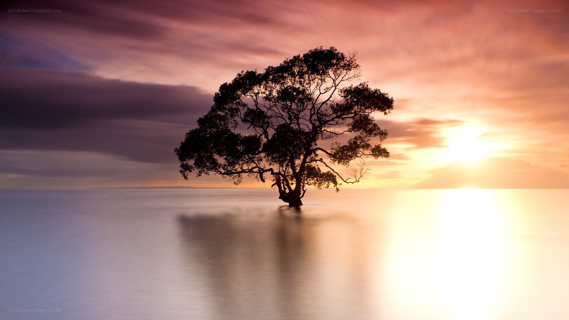 solitary tree at sunset