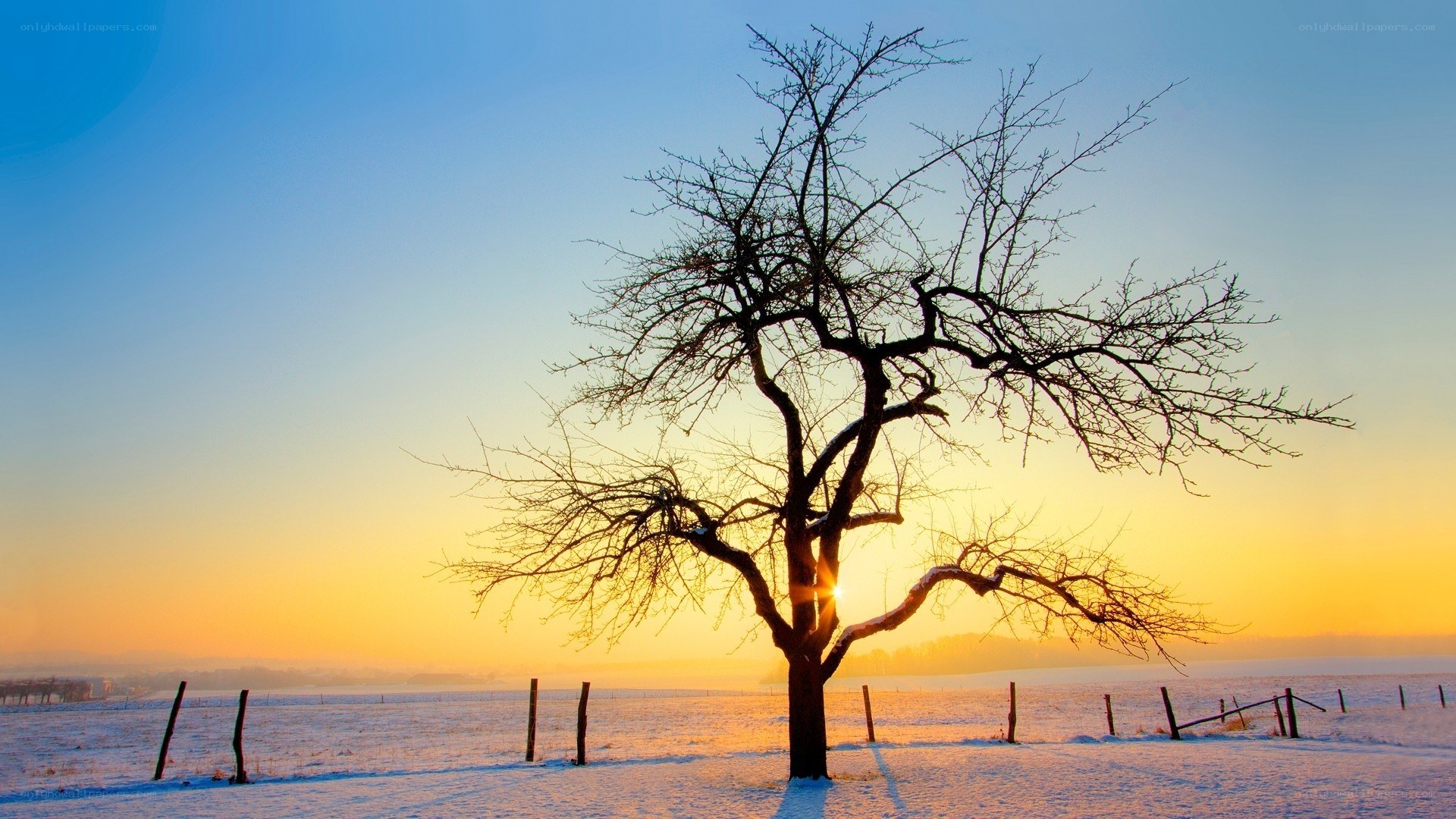 solitary tree at sunset