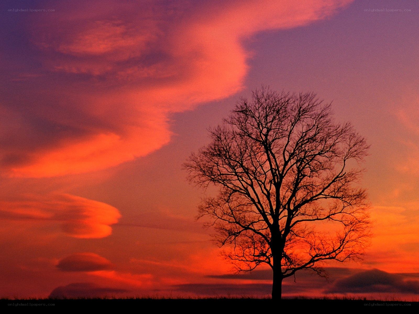 solitary tree at sunset