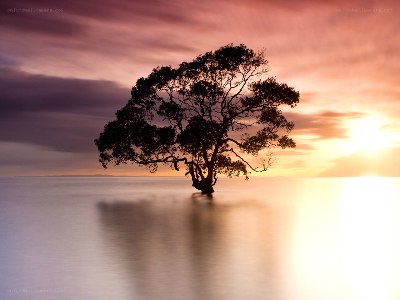 solitary tree at sunset