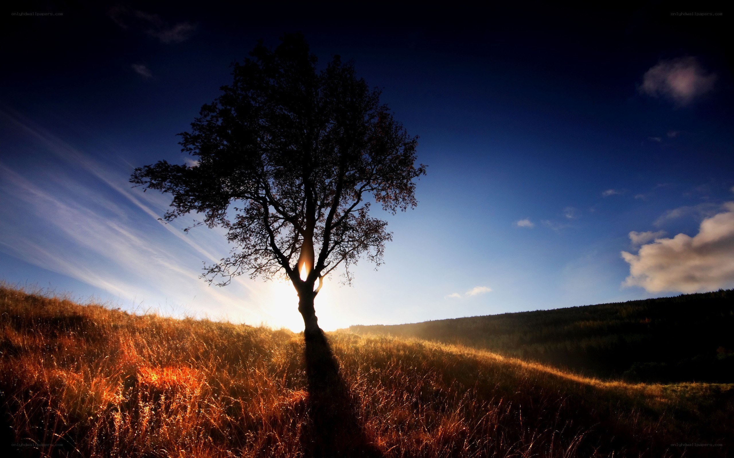 solitary tree at sunset
