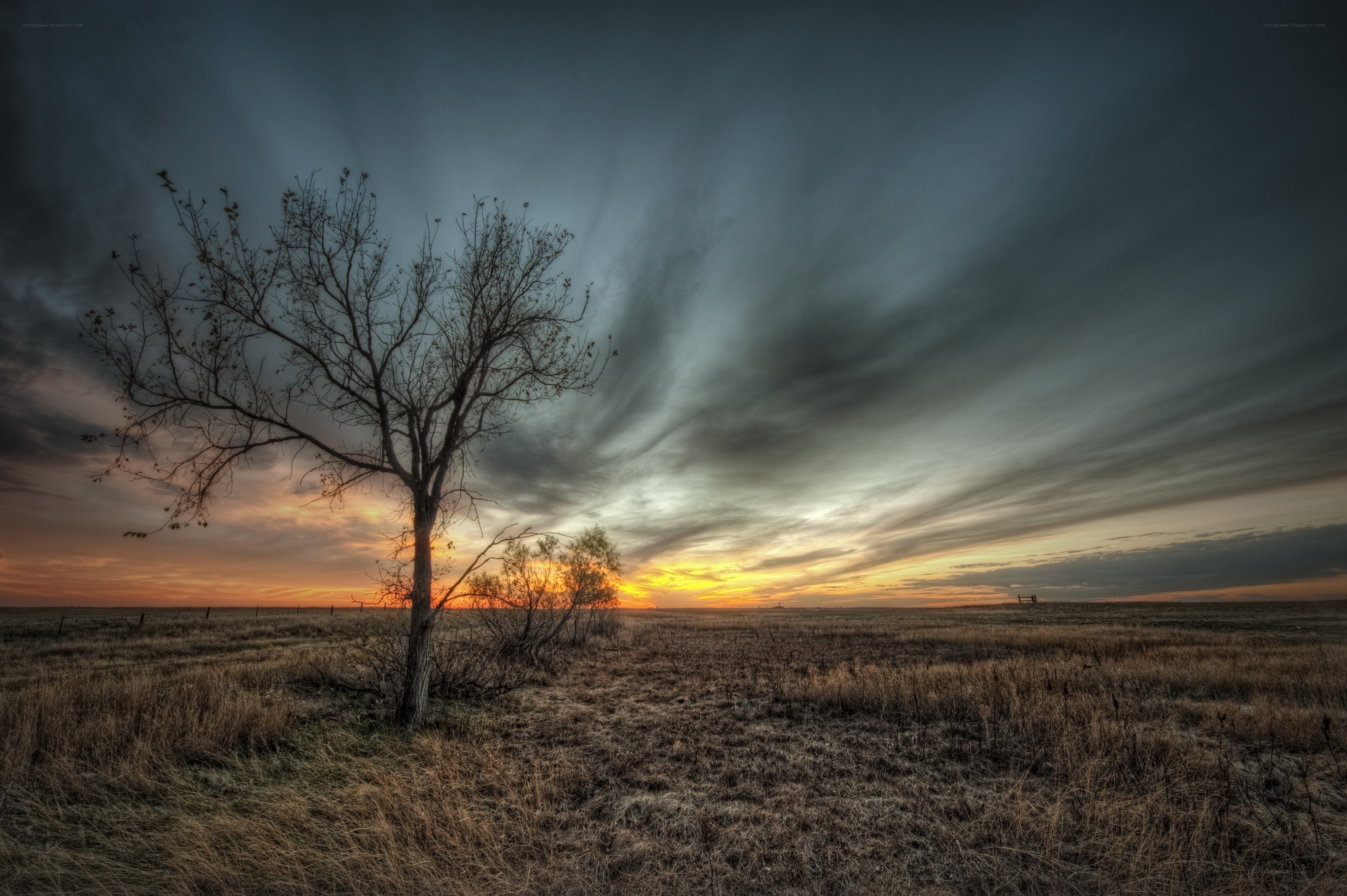 Solitary tree at sunset