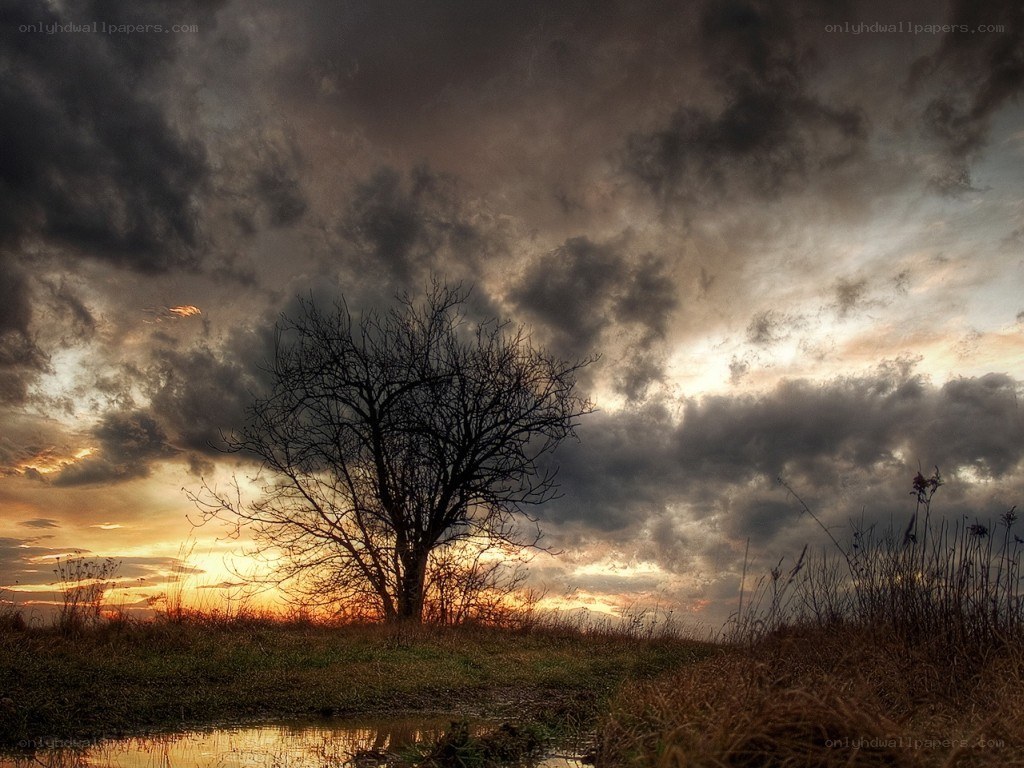 Solitary tree at sunset