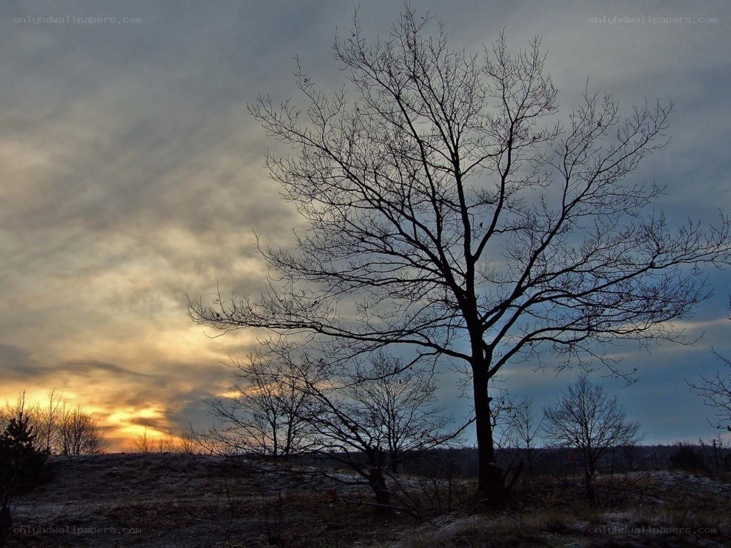 solitary tree at sunset