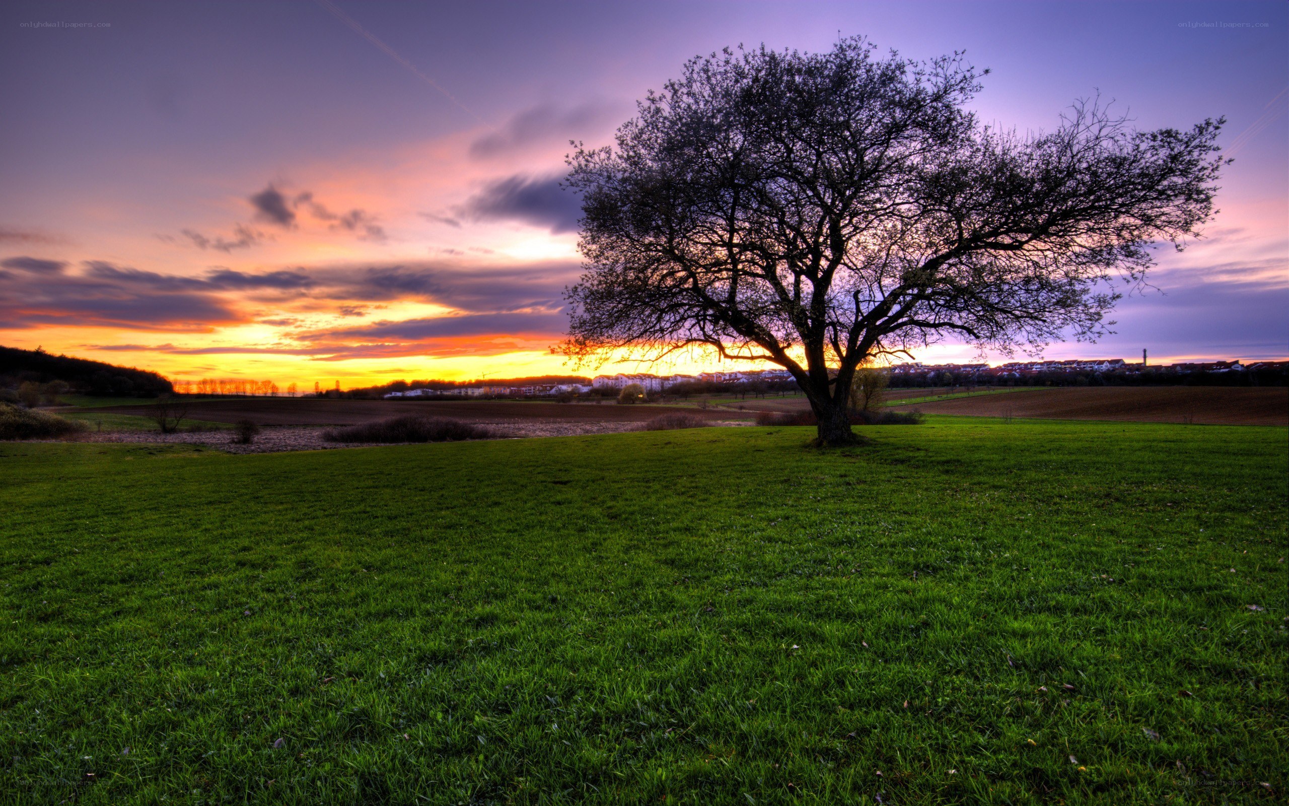 Solitary tree at sunset