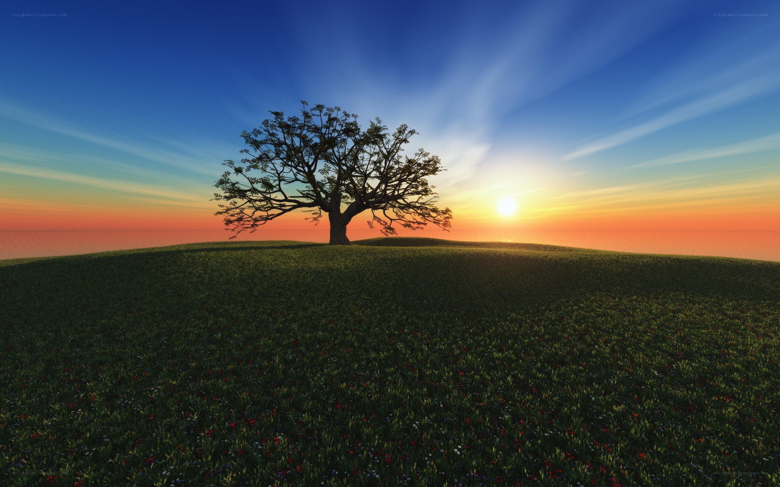 Solitary tree at sunset