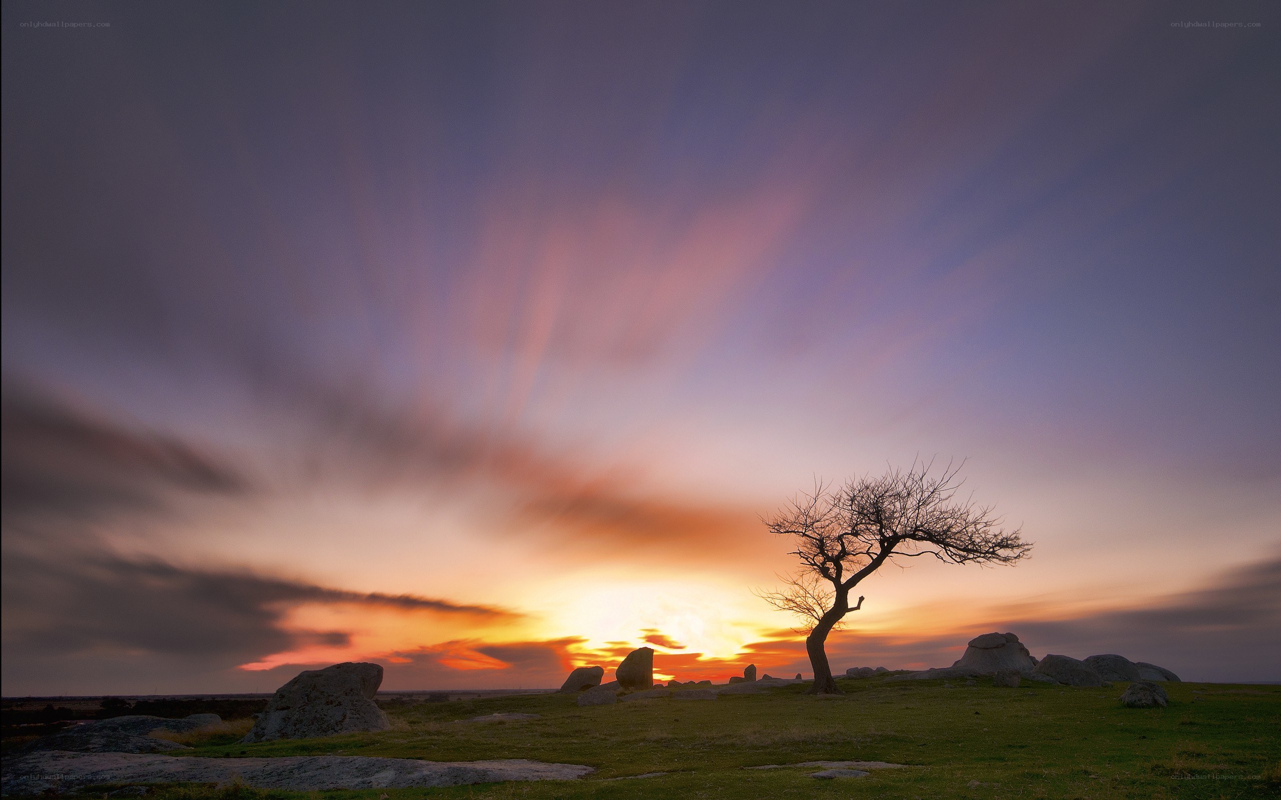 Solitary tree at sunset