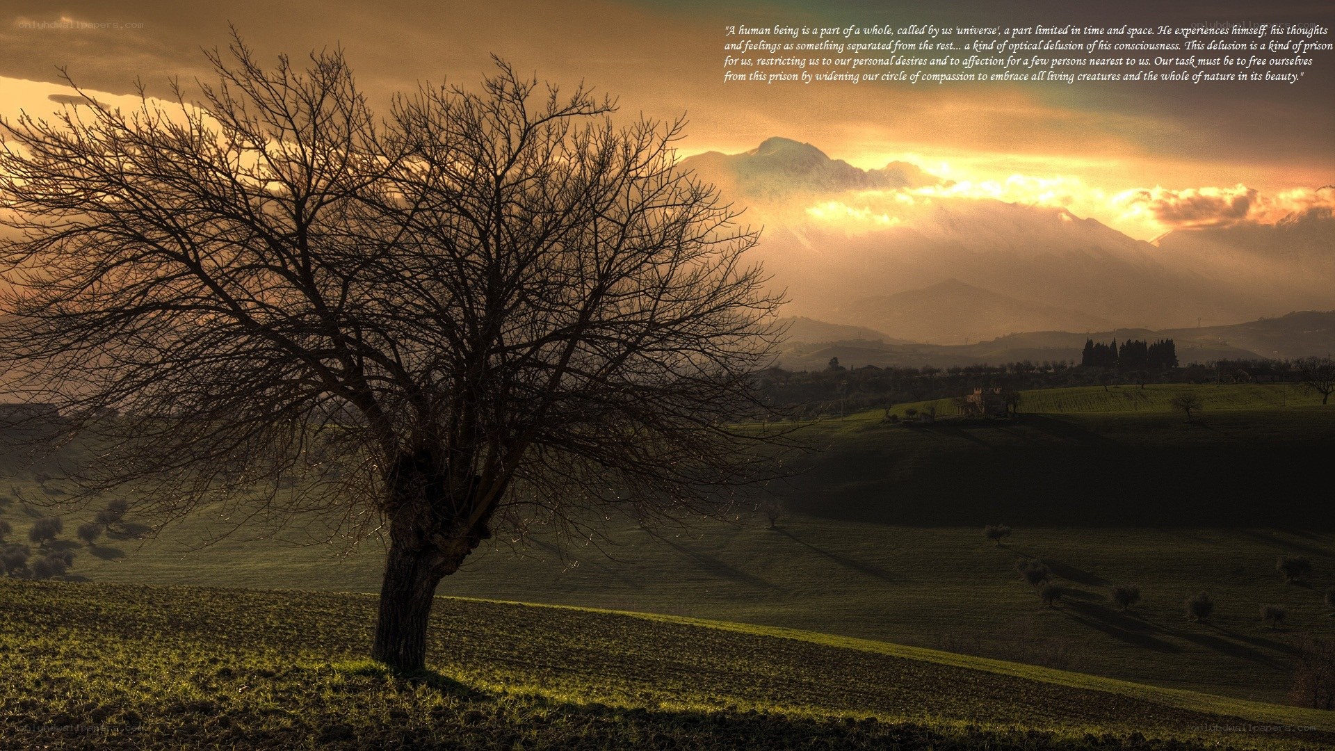 Solitary tree at sunset