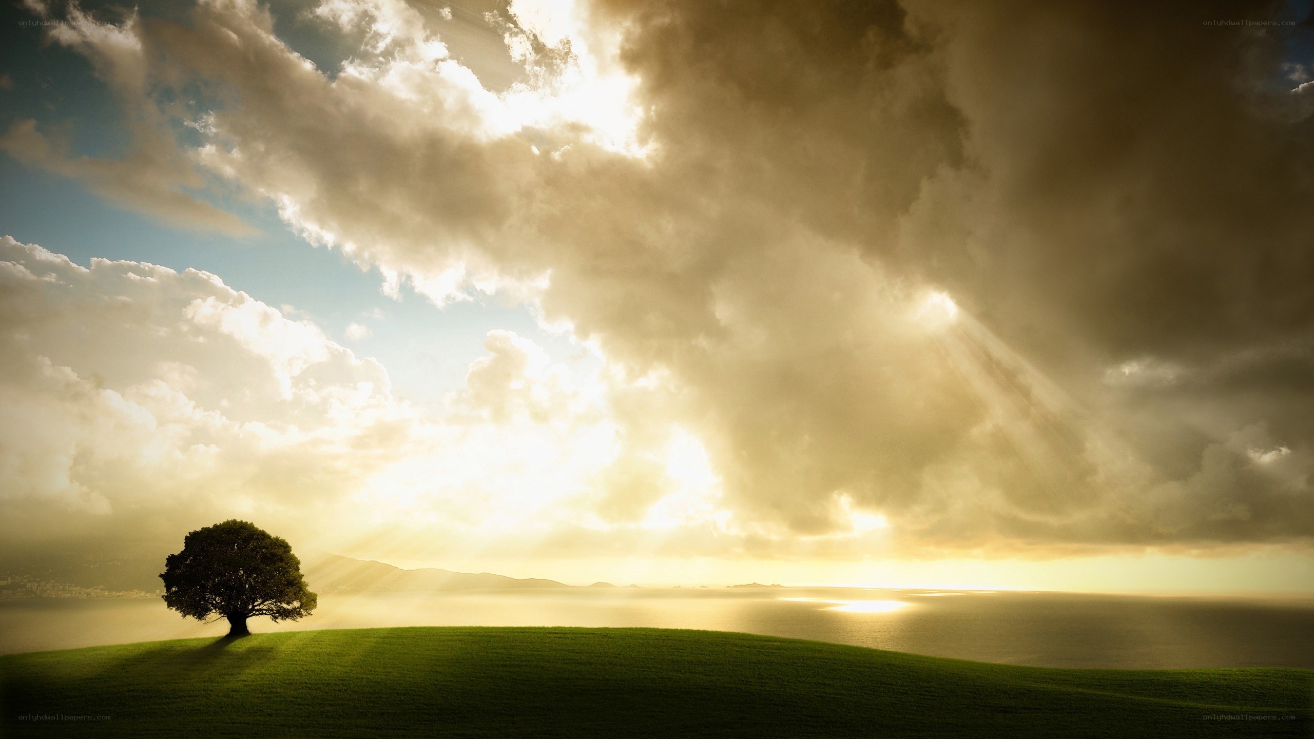 Solitary tree at sunset
