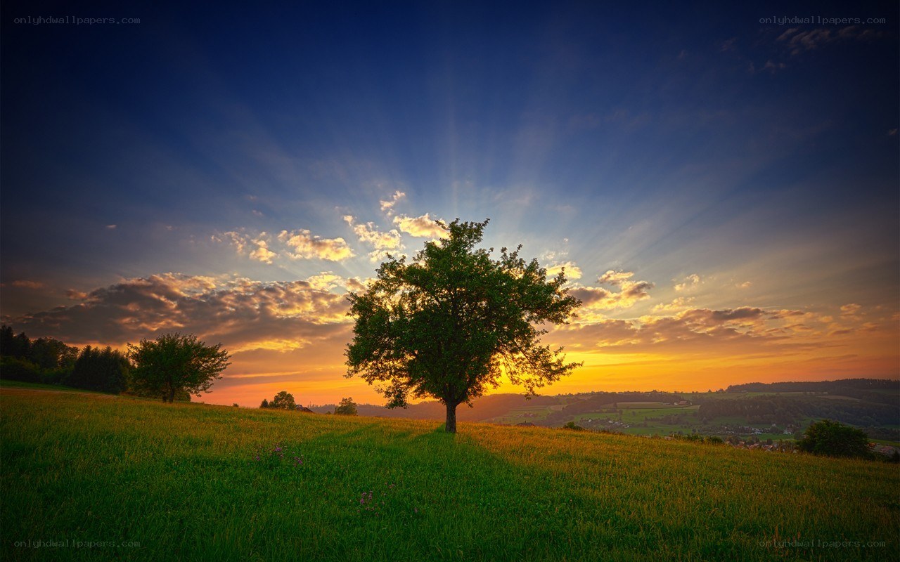 Solitary tree at sunset