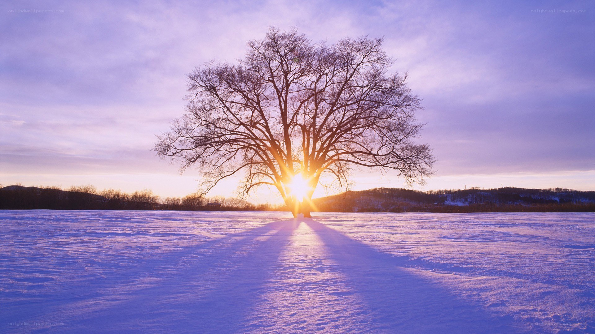 solitary tree at sunset