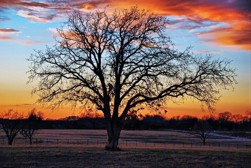 solitary tree at sunset