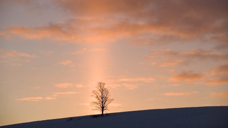 Solitary tree at sunset