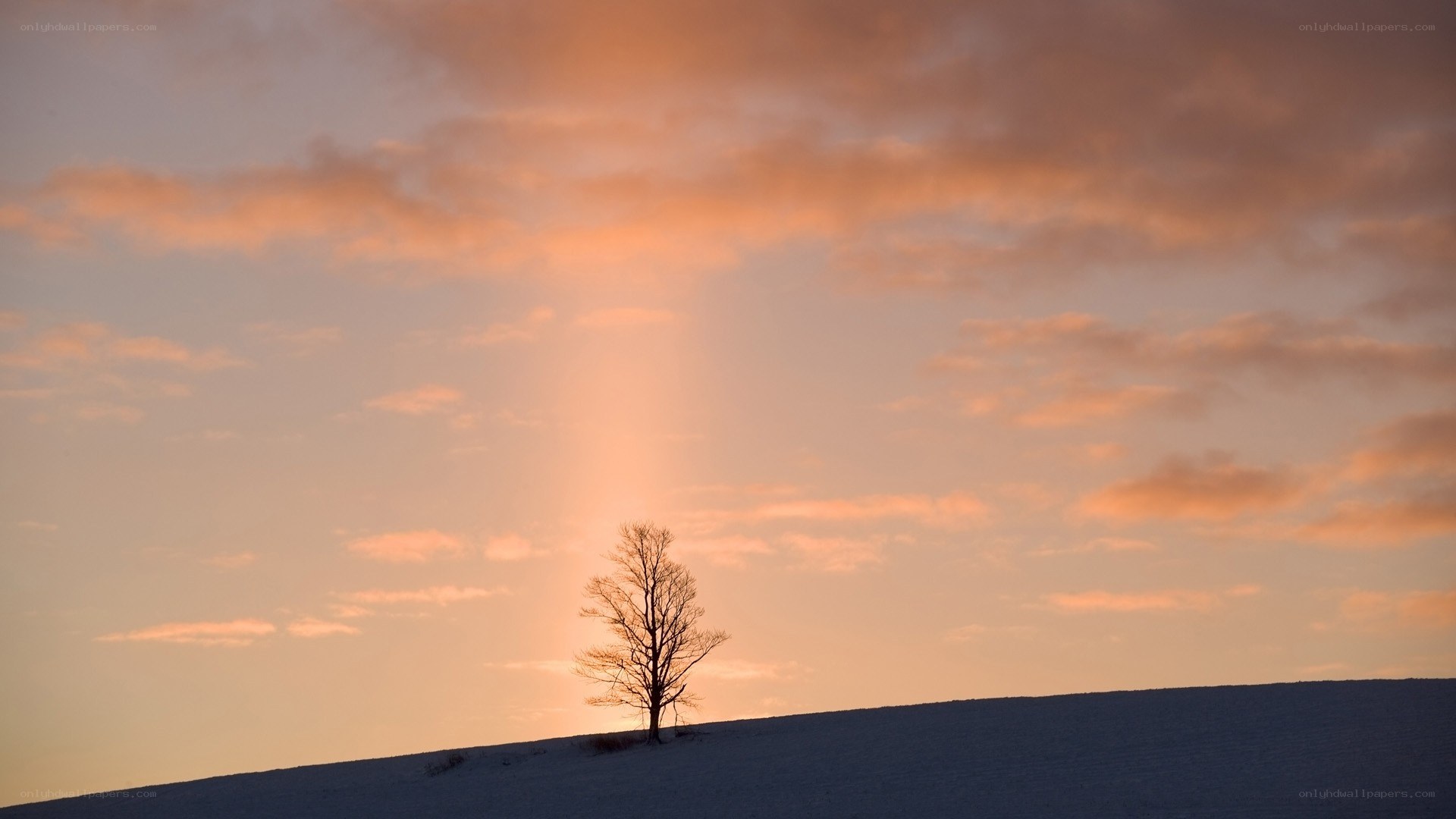 Solitary tree at sunset